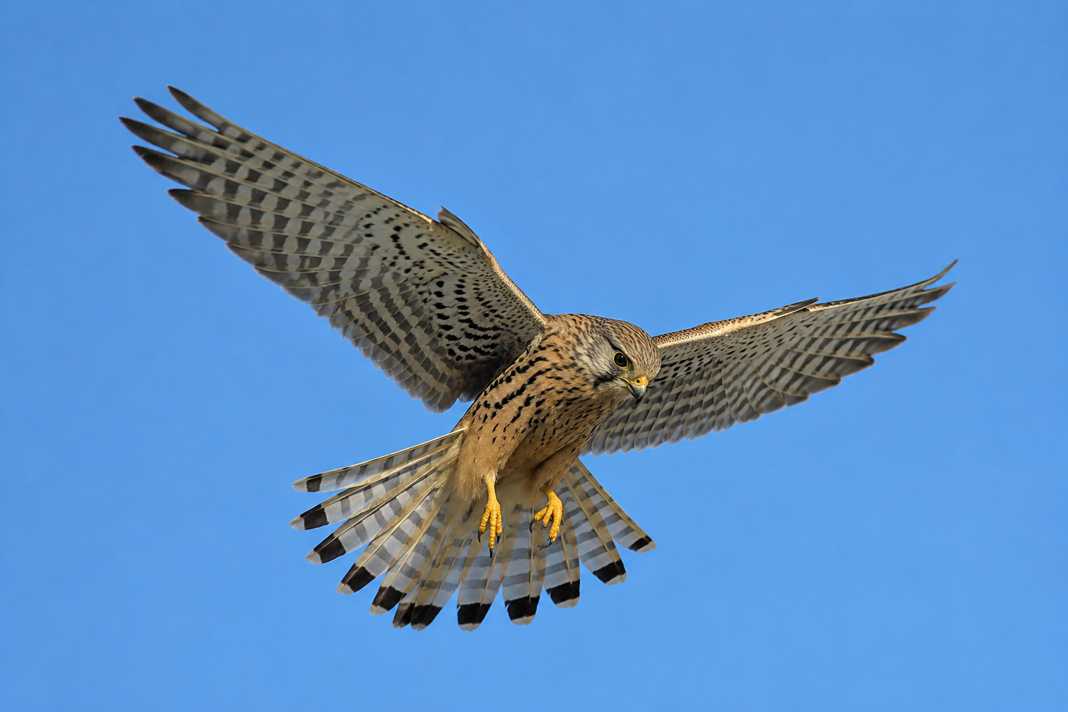 Kestrel hovering against a clear blue sky, a bird of prey known for exceptionally sharp eyesight